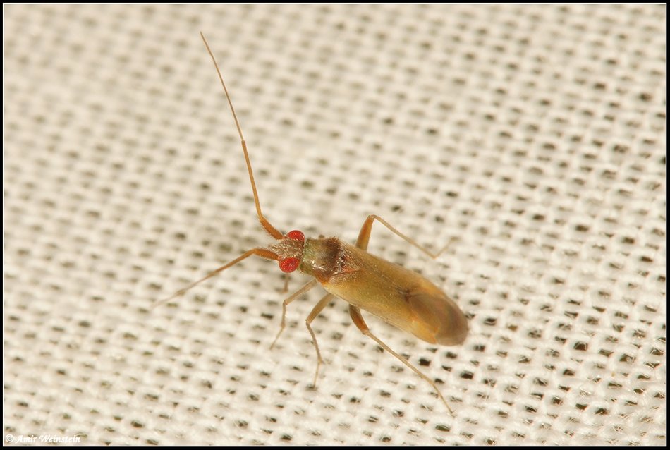 Heteroptera d''Israele